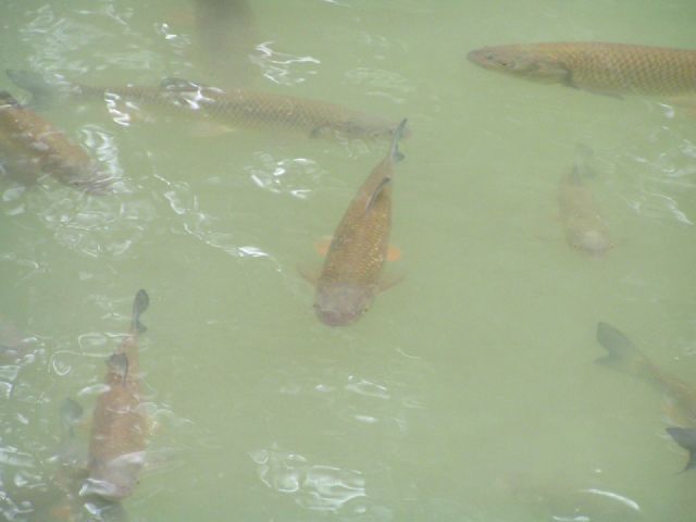 ruhende Fische