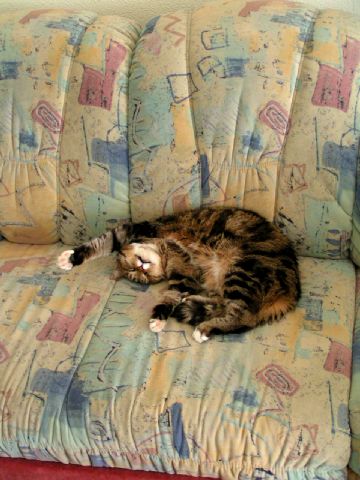 Schlafkatze