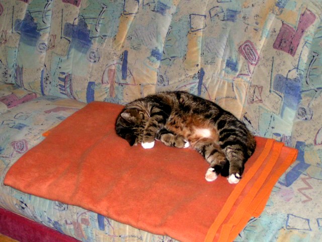 Katze mit Pfote vor den Augen
